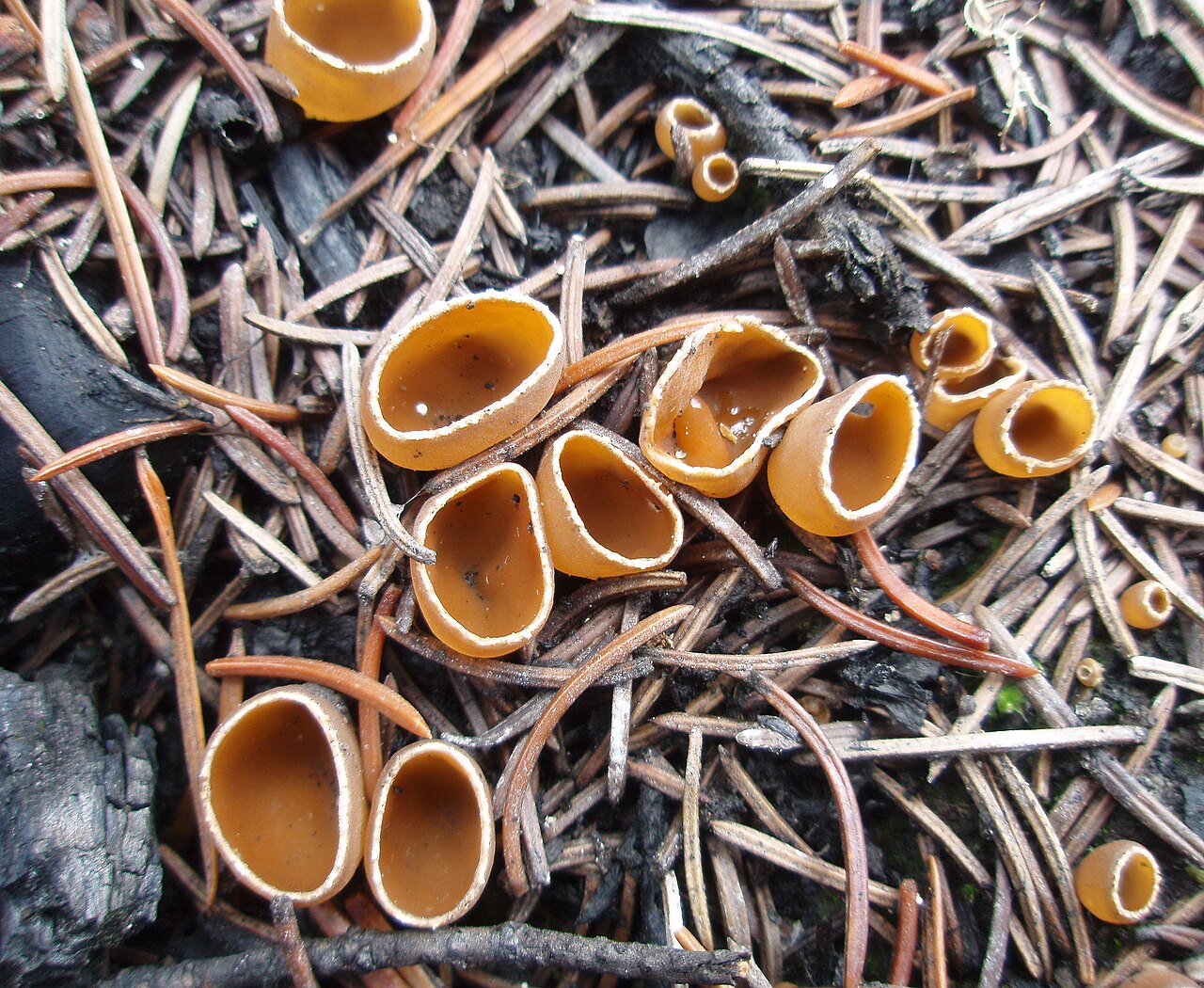 火災菌（Geopyxis carbonaria）の画像