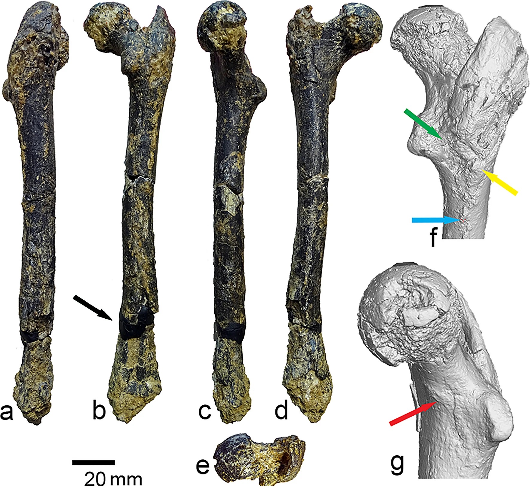 ブルガリアの後期中新世地層から発見された右大腿骨の化石