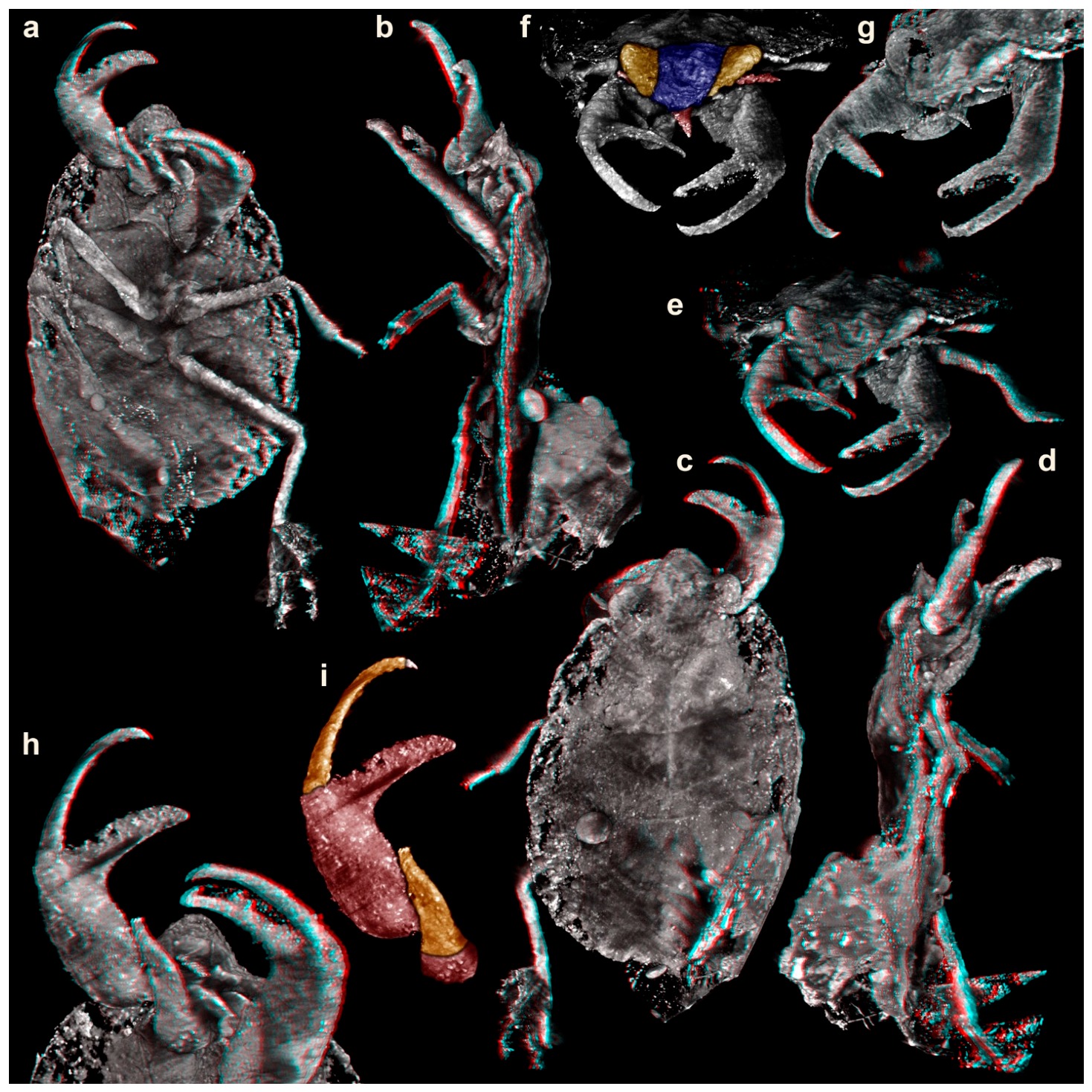 カチン琥珀から発見された絶滅昆虫Carcinonepa libererrantesのマイクロCTデータ