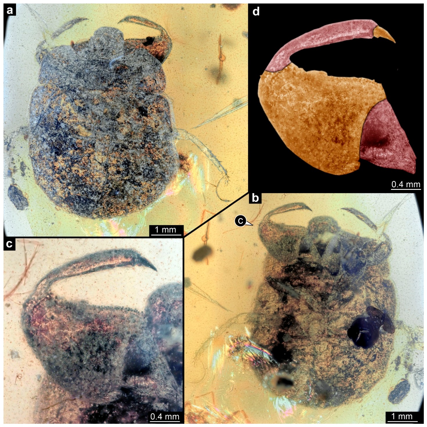 カチン琥珀から発見されたカメムシ科昆虫個体のマイクロCTデータ
