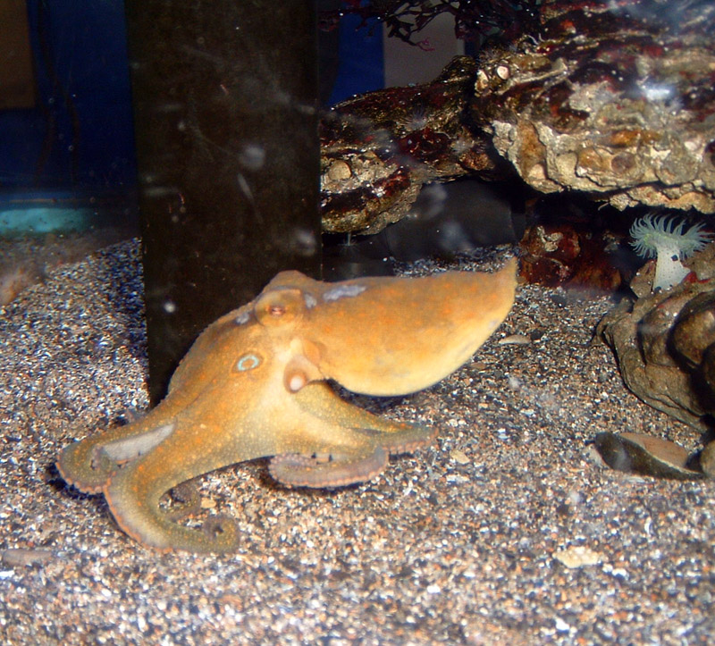 カリフォルニア・ツースポットタコ（Octopus bimaculoides）
