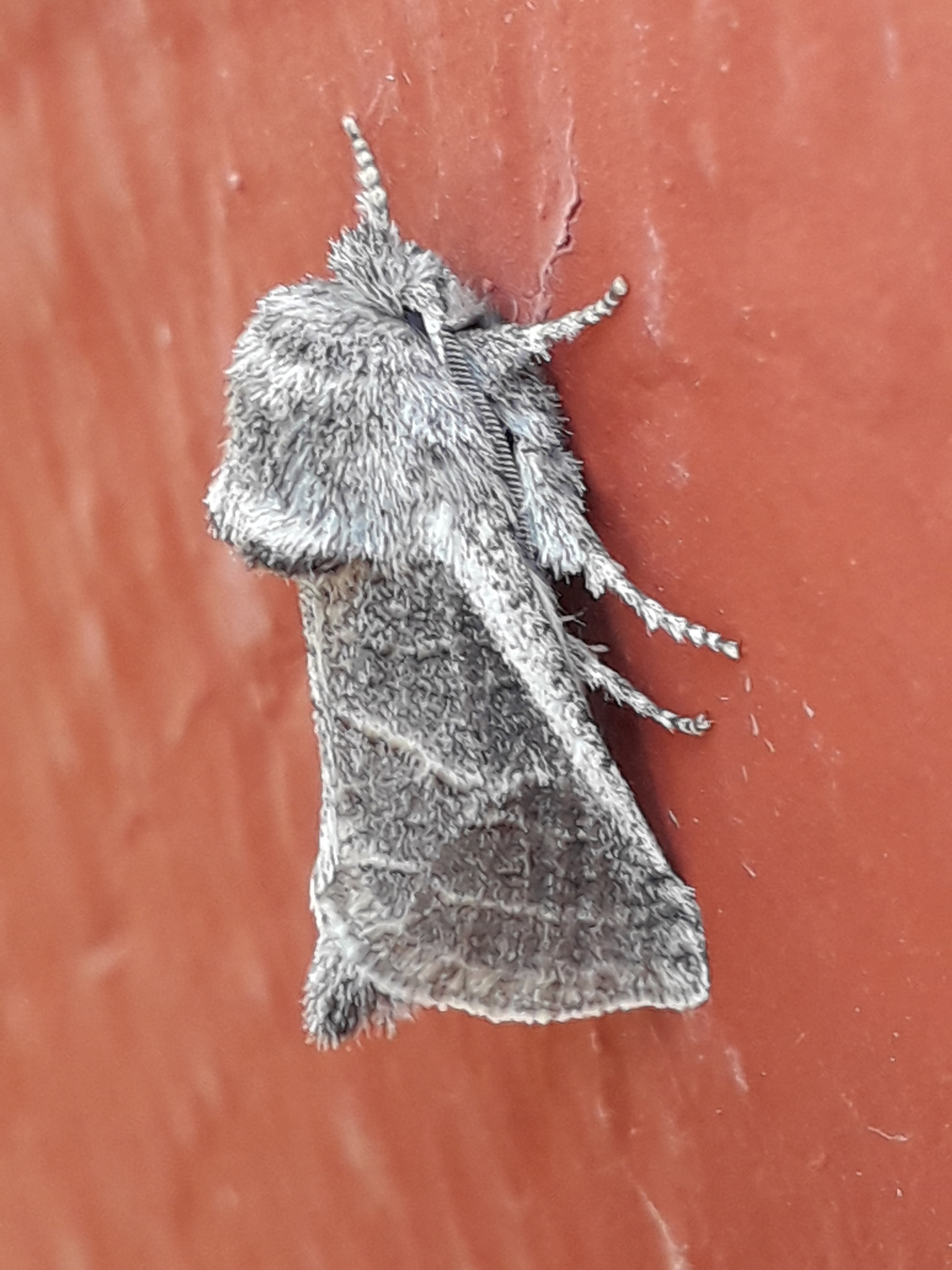 レッドテンバッハー・アガベワーム（Comadia redtenbacheri）